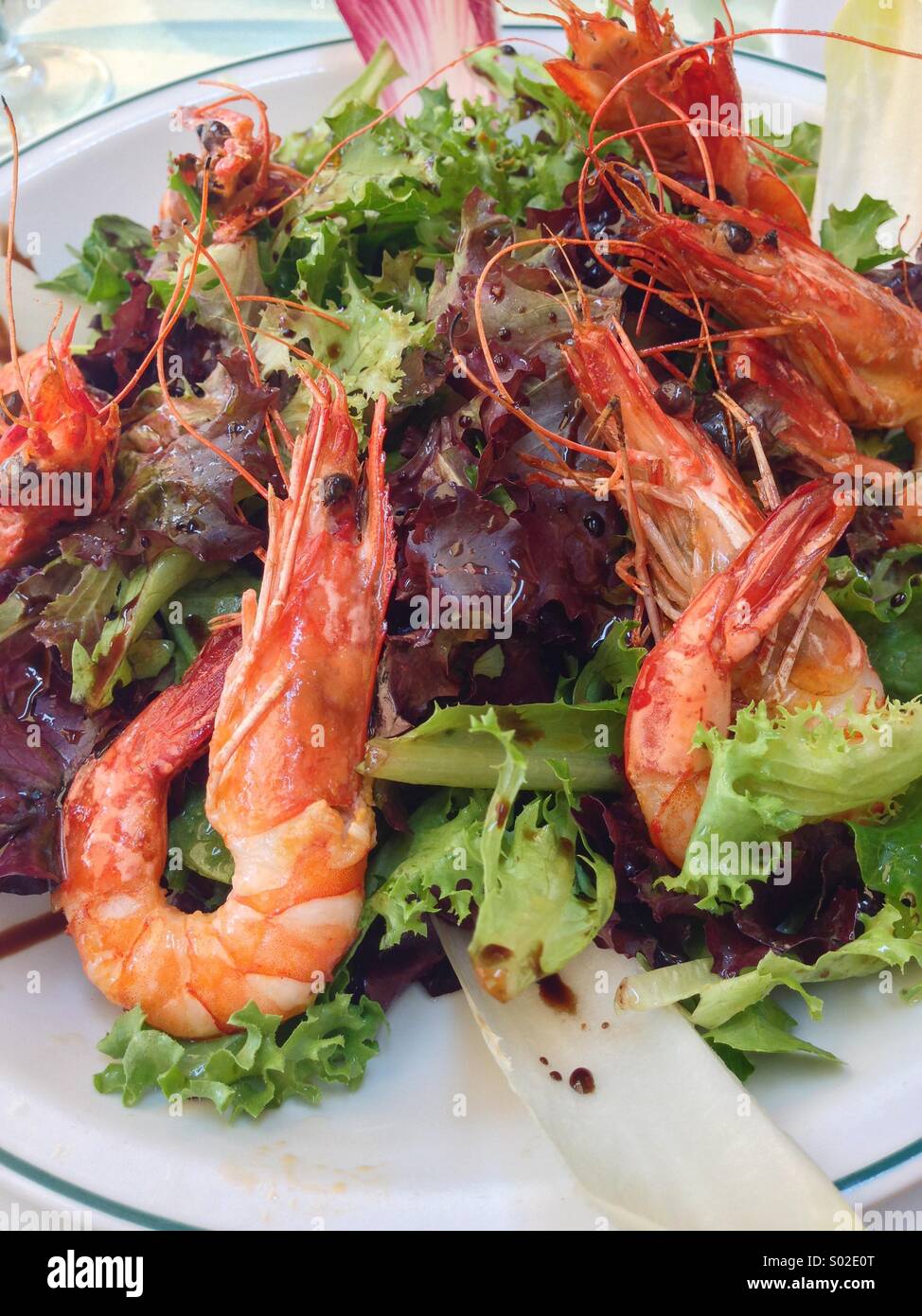 Shrimps seafood with green salad Stock Photo