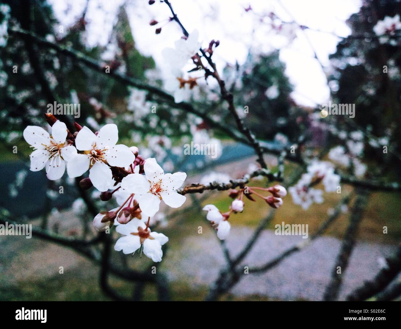 Crab Apple Tree in Bloom Stock Photo Alamy