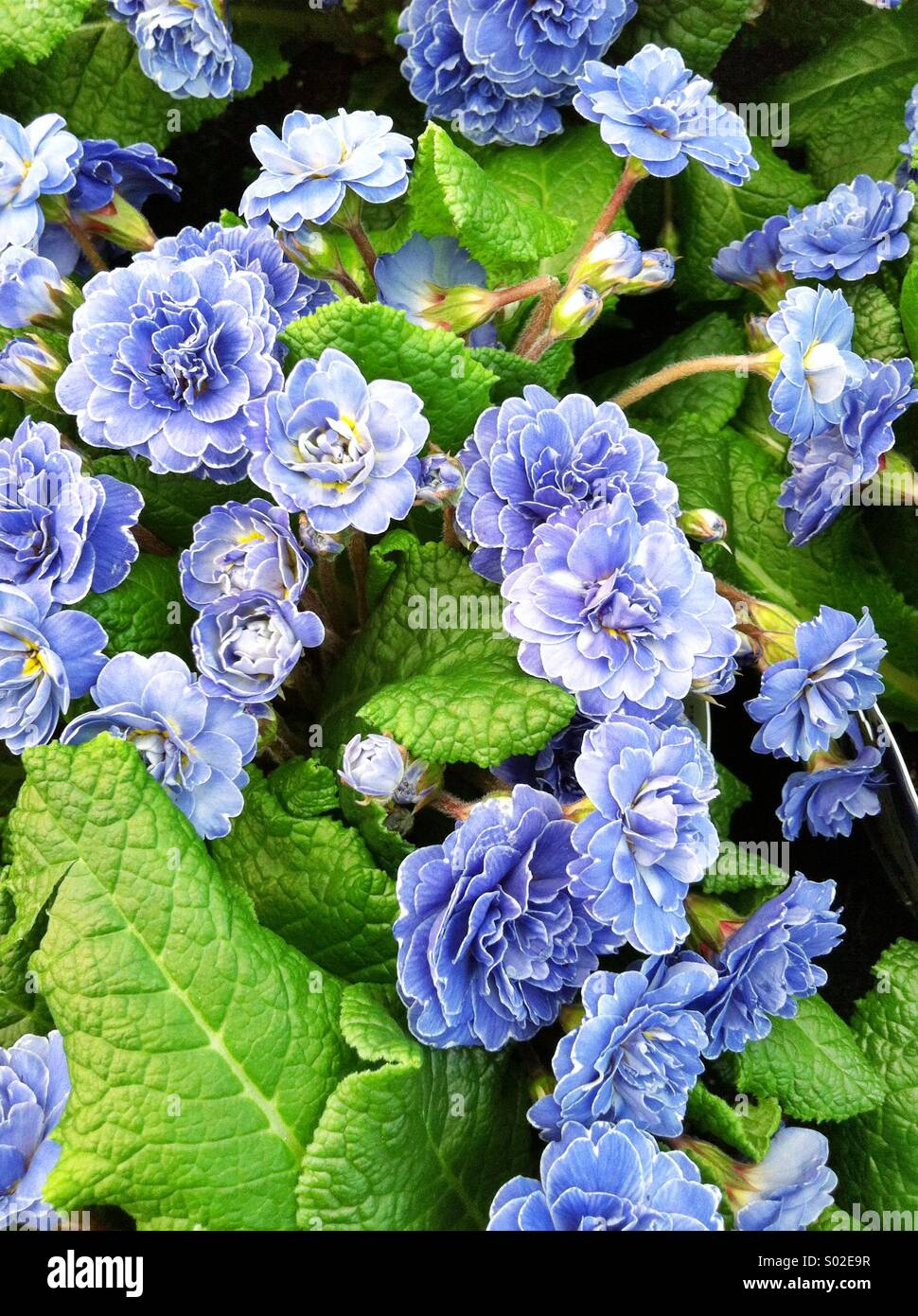 Blue primula spring flowers Stock Photo