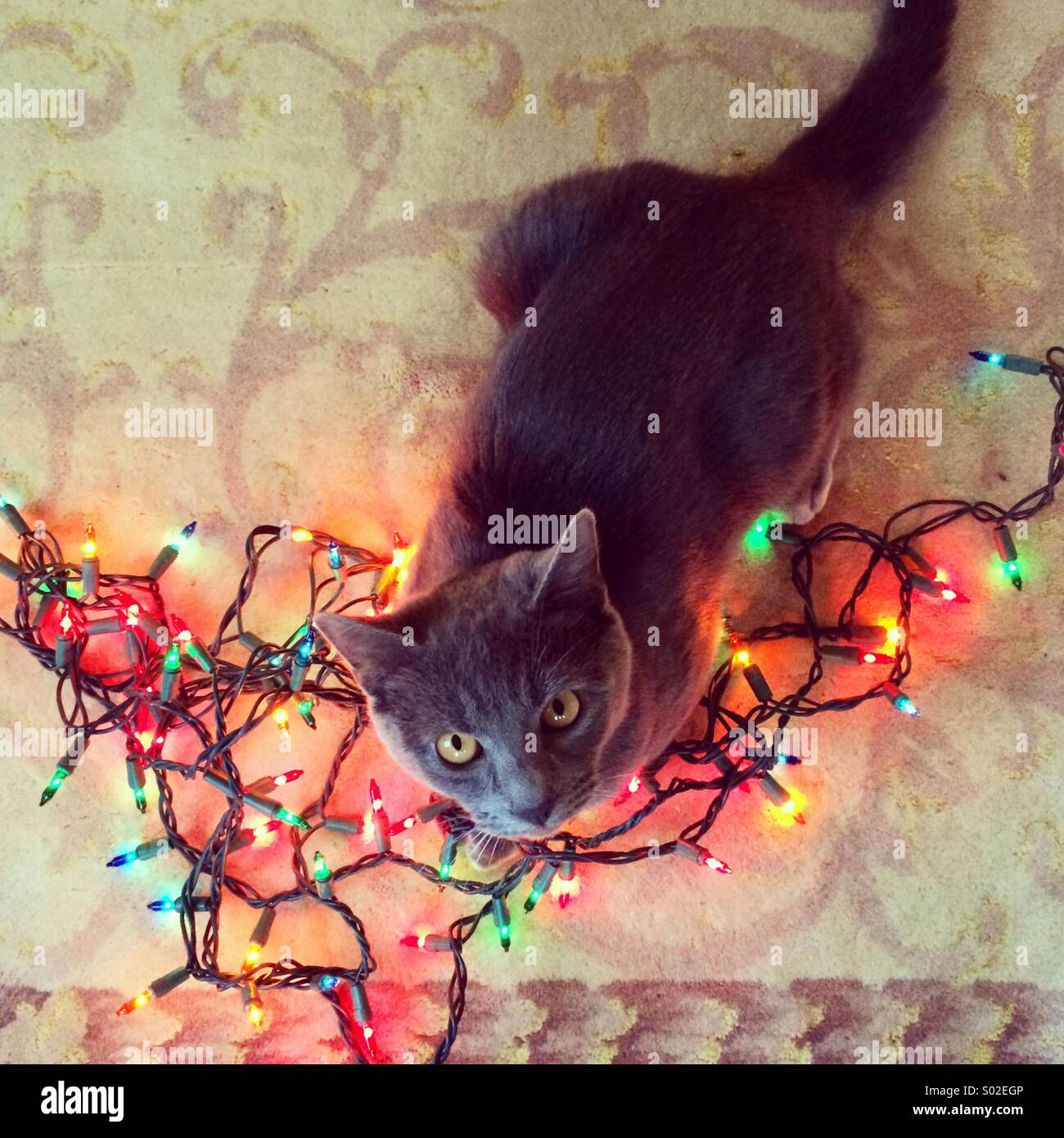 Christmas cat Stock Photo 309841974 Alamy
