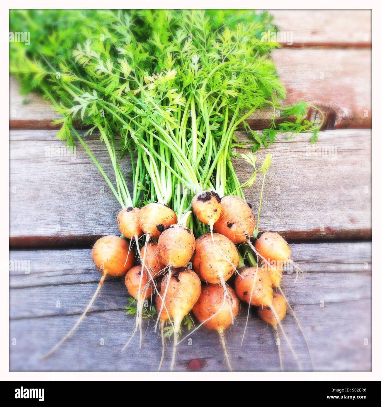 Bunch of Carrots - Smartphone Captured Stock Image
