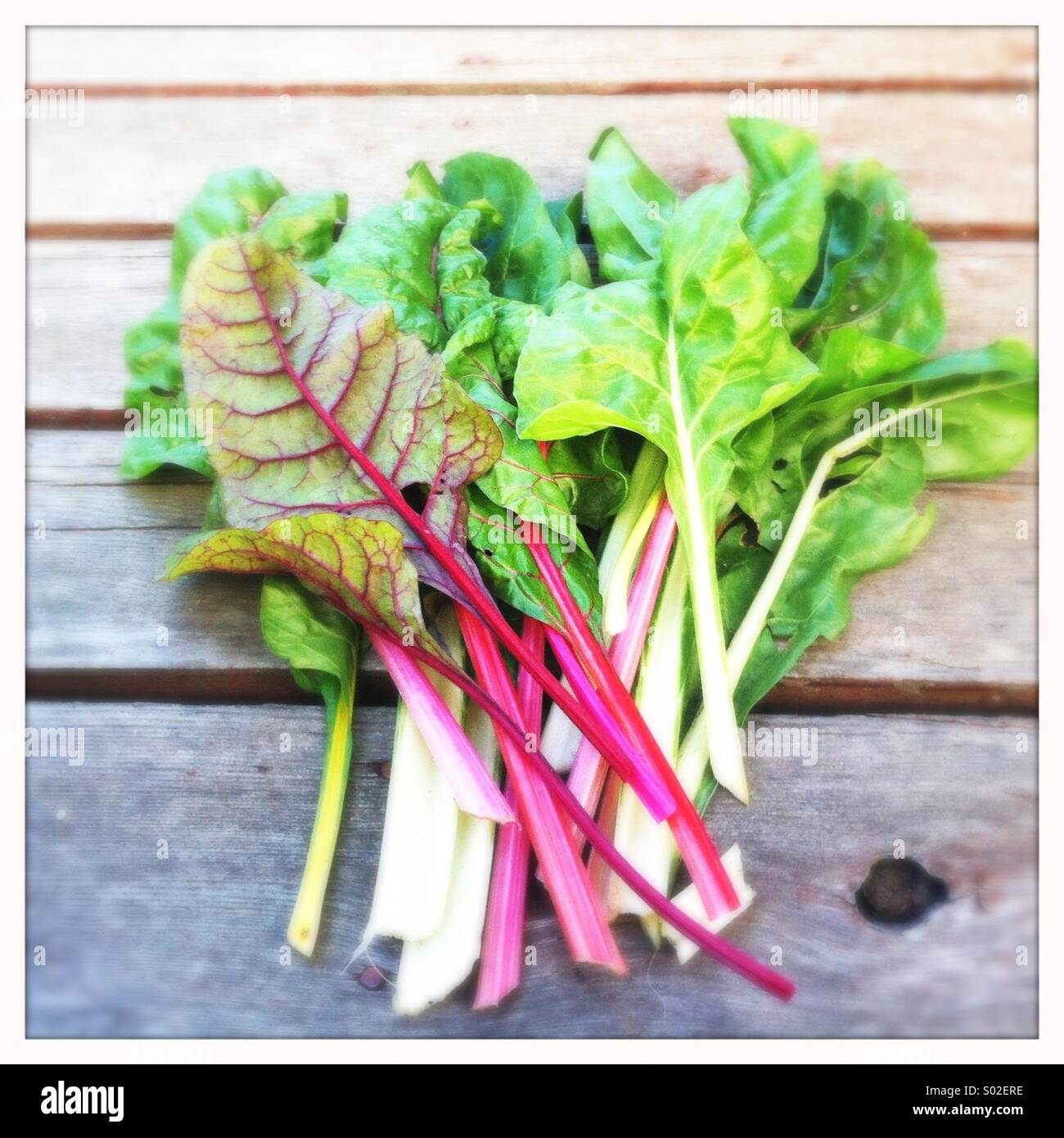 Rainbow Swiss Chard - Smartphone Captured Stock Image