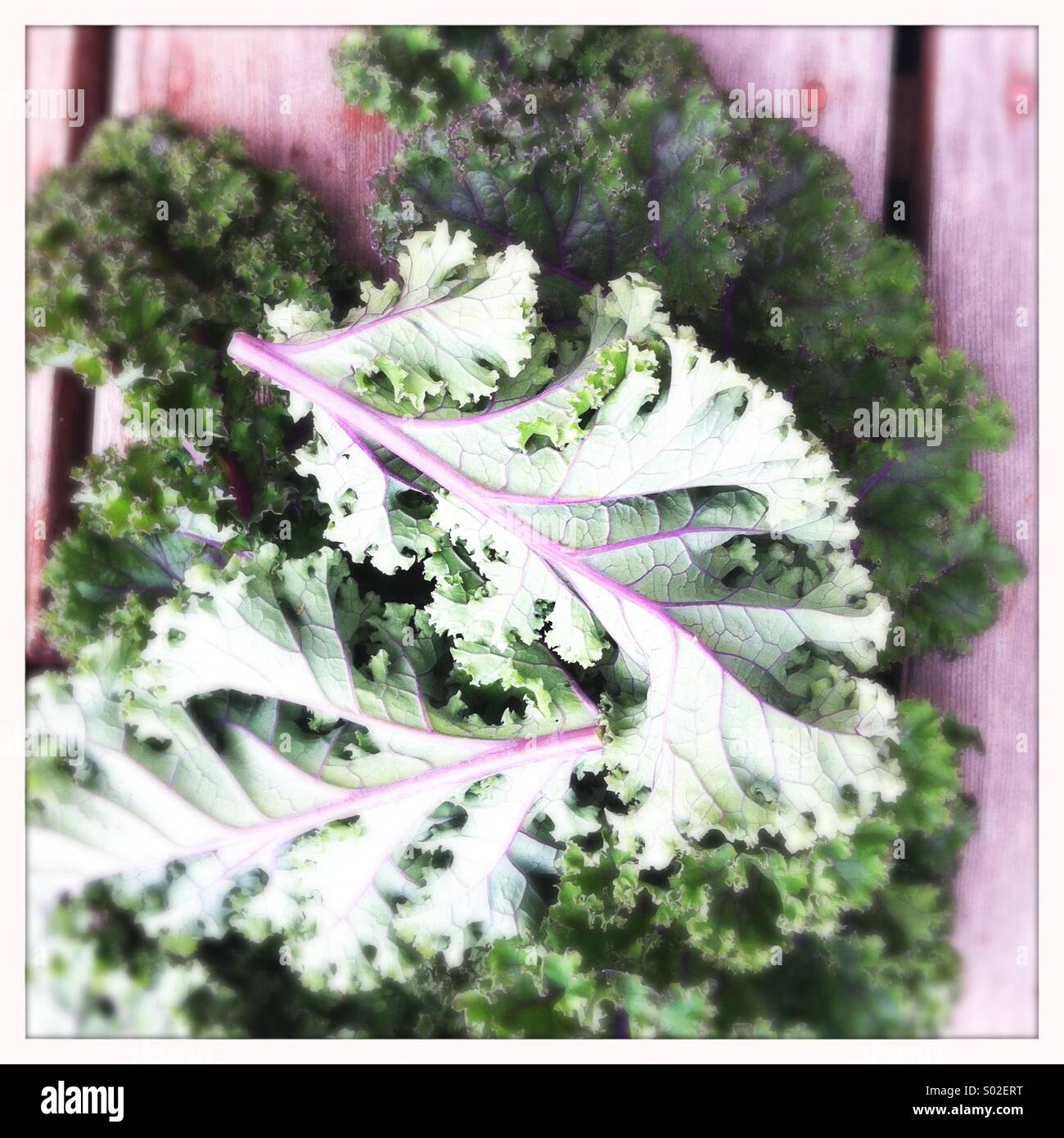 Close-up of Kale Stock Photo