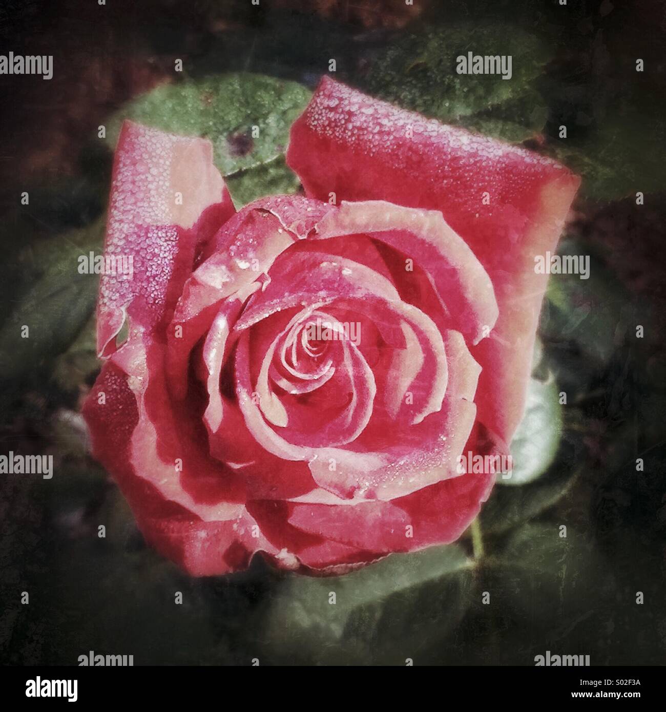 Rose with early morning dew - Smartphone Captured Stock Image