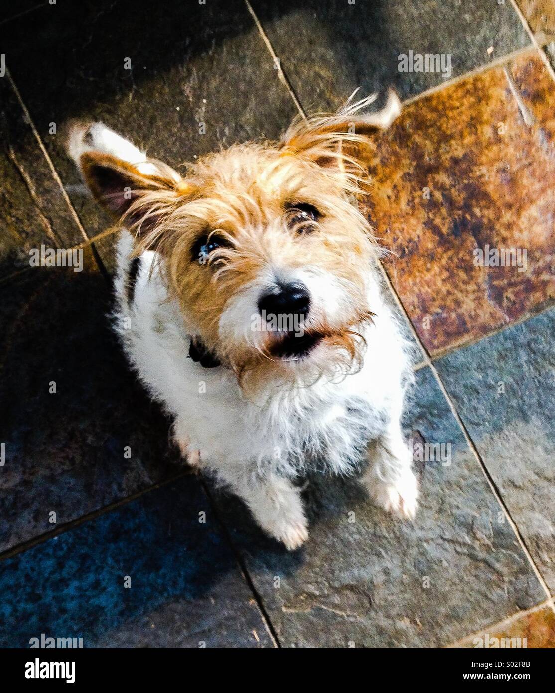 Dog bouncing hires stock photography and images Alamy