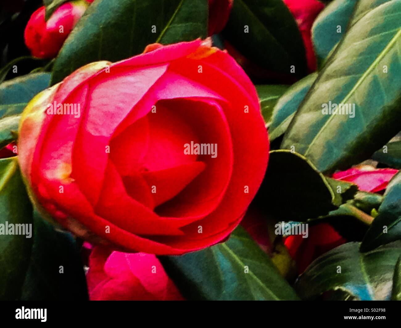 Camellia flower on bush Stock Photo