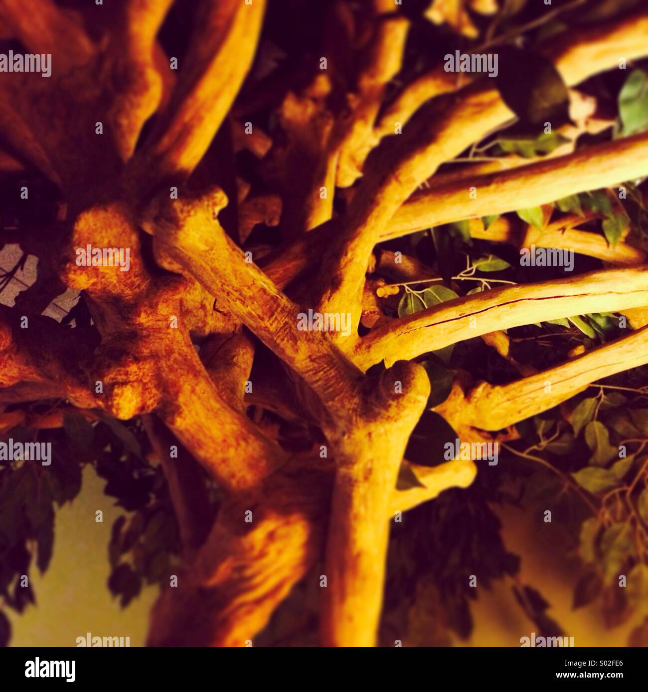 Tree light shadows - Smartphone Captured Stock Image