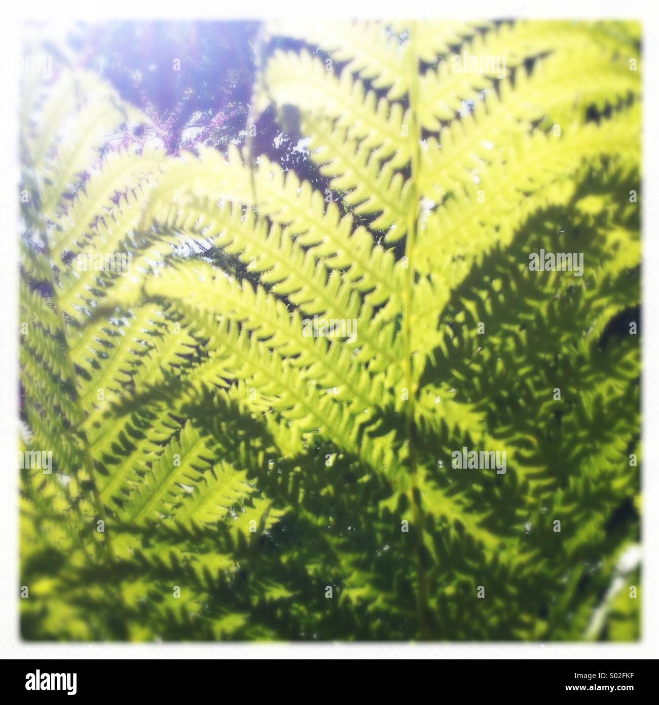 Ferns in Sunshine - Smartphone Captured Stock Image