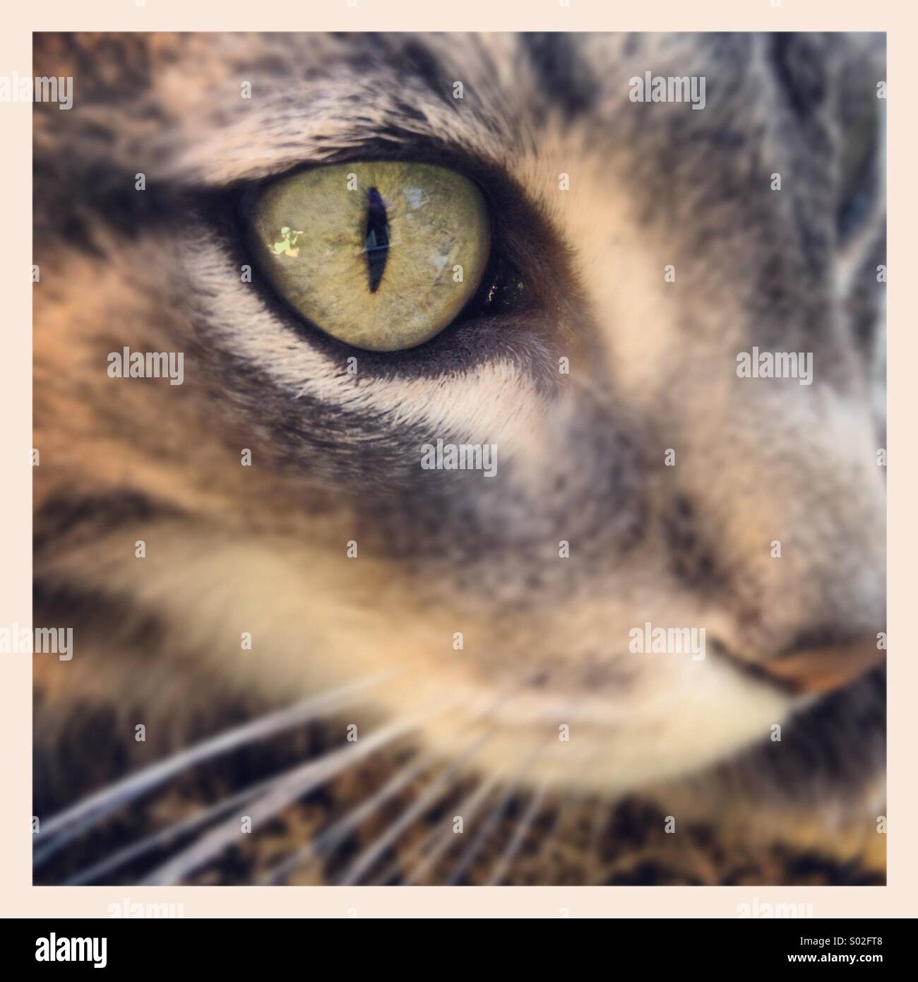Cat's eye - Smartphone Captured Stock Image