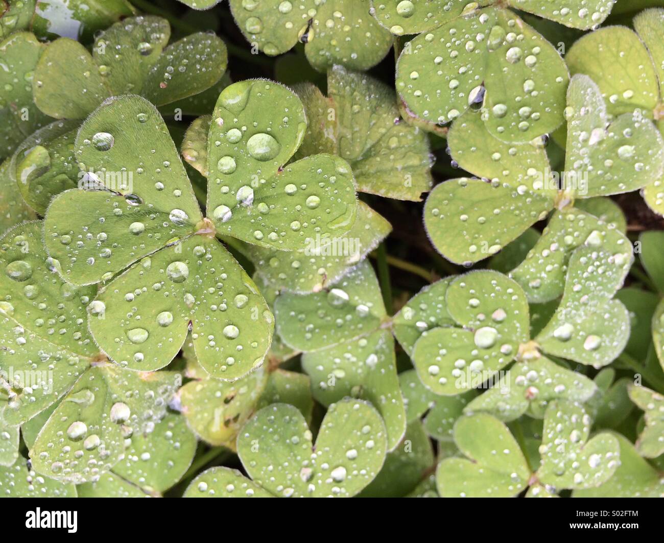 Clover and dewdrops Stock Photo
