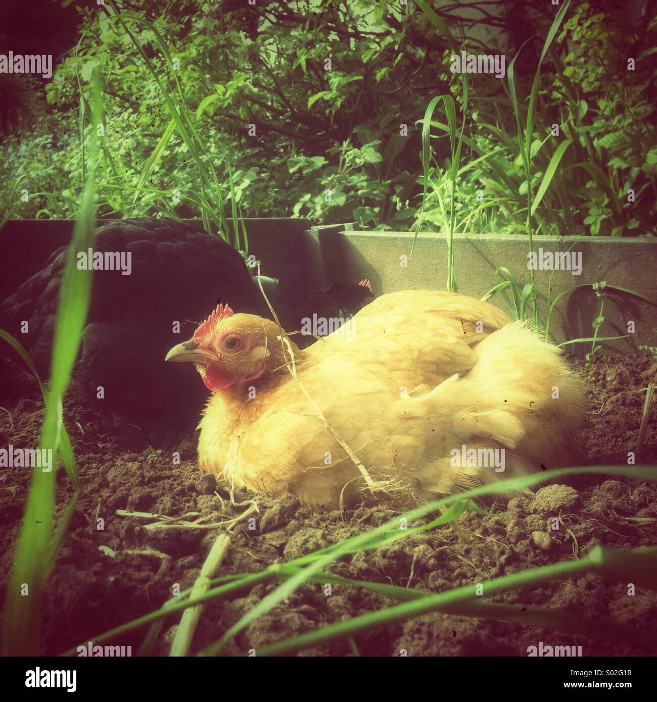 Chicken dust bath Stock Photo