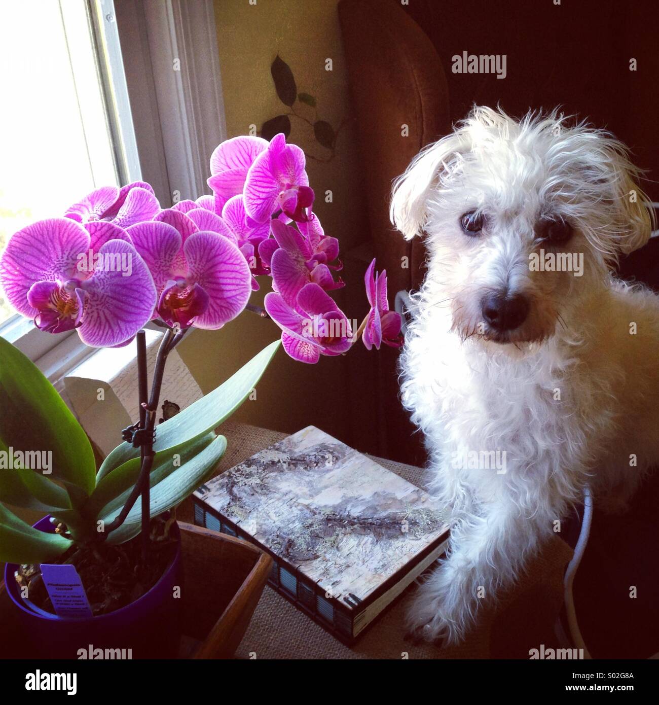 Why Is It Called Puppy Love