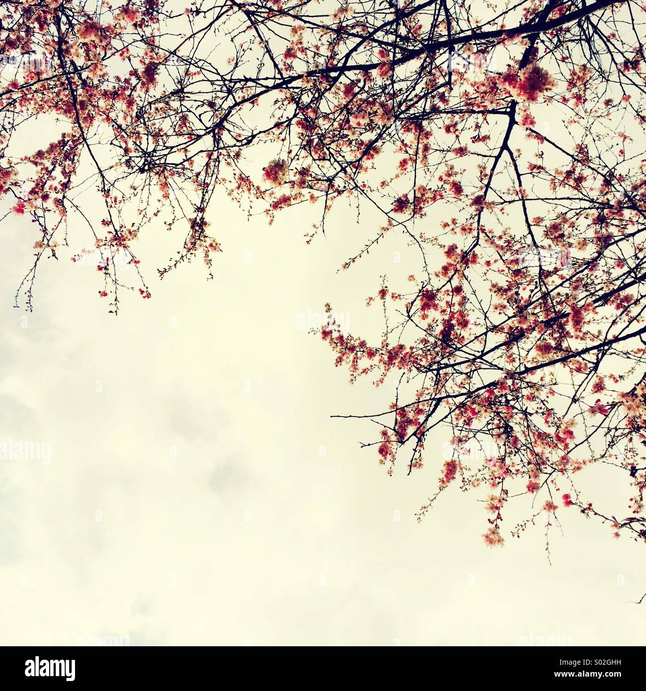 Pink blossom and white cloudy sky Stock Photo