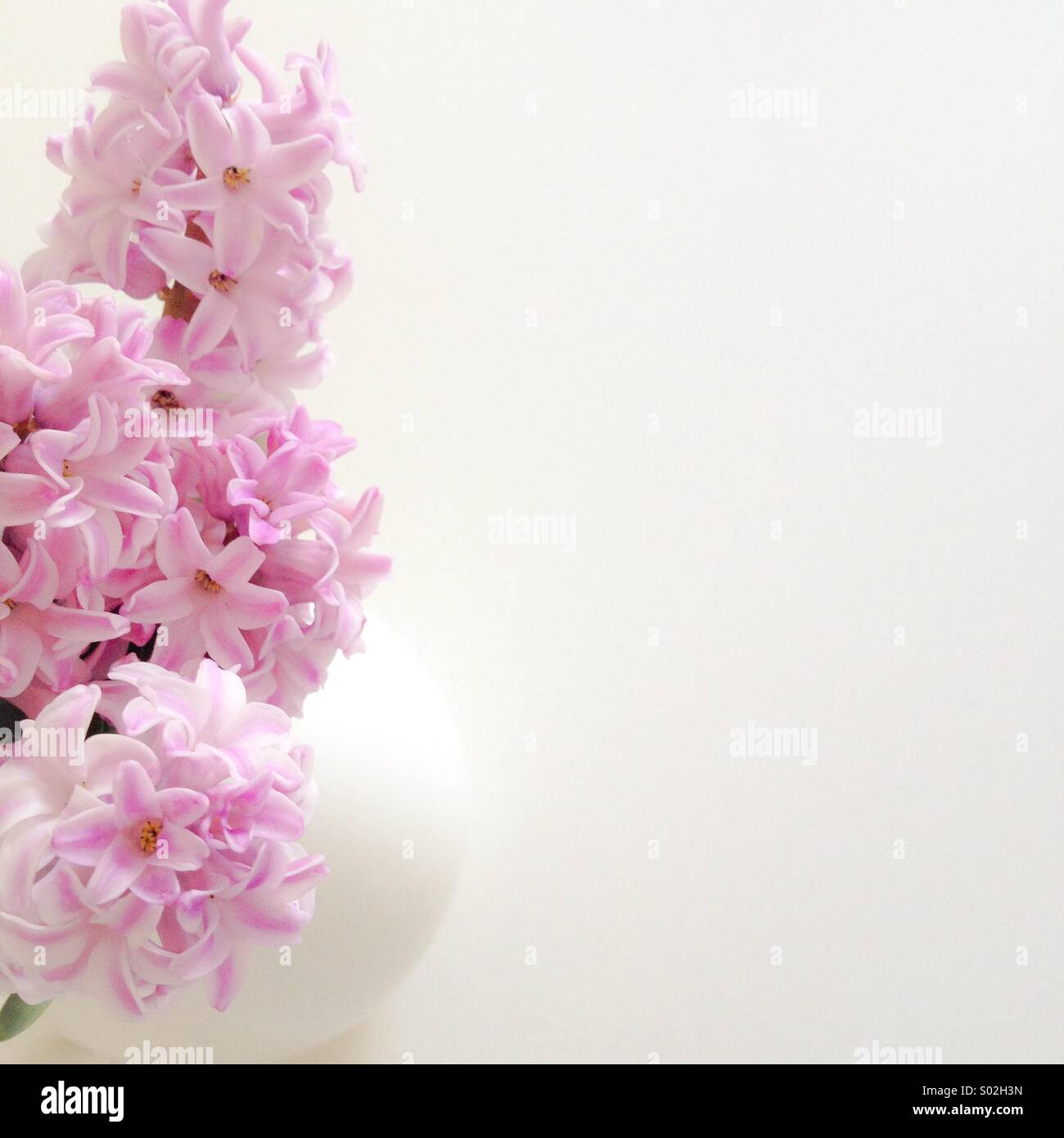 Spring hyacinths, a minimalist arrangement of pink hyacinths on white board - Smartphone Captured Stock Image