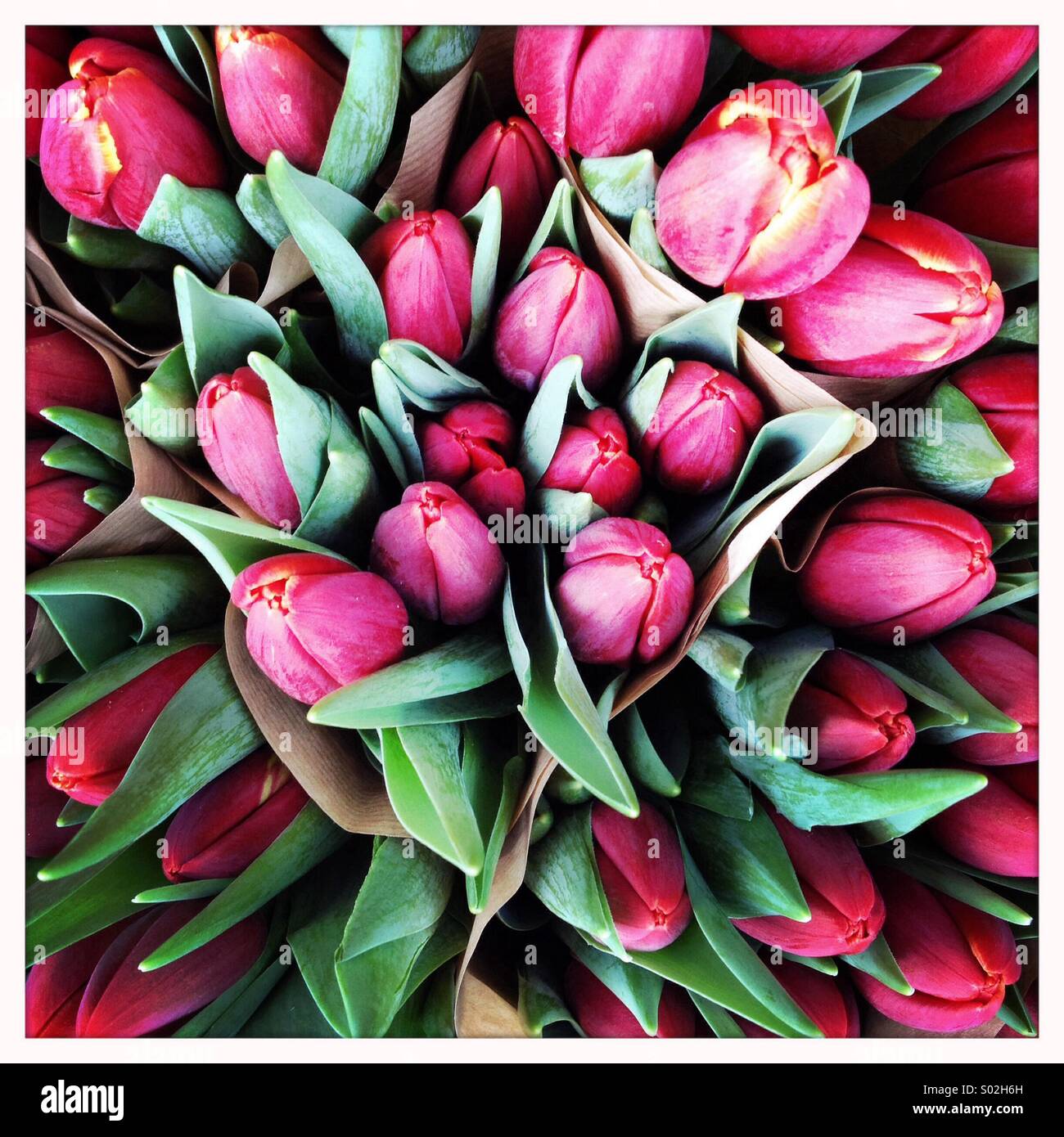 Tulips Stock Photo