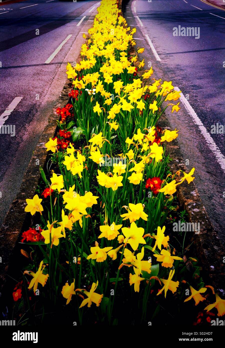 Daffodil display in road divide - Smartphone Captured Stock Image