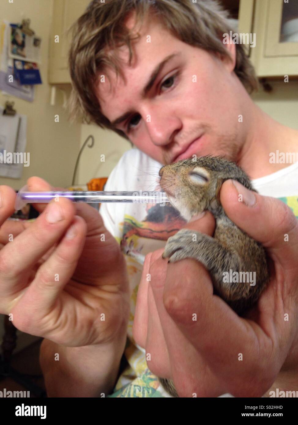 A baby squirrel is hand reared by the forester who found it in a felled tree Stock Photo