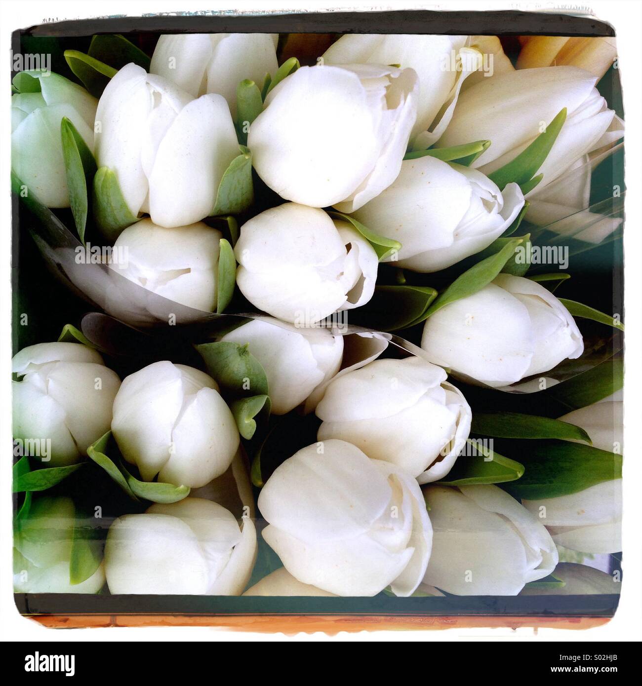 White Tulips Stock Photo