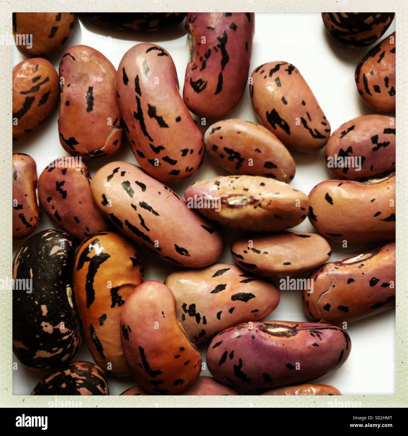 Dried runner bean seeds ready to sow. Grow your own food. Eco conscious