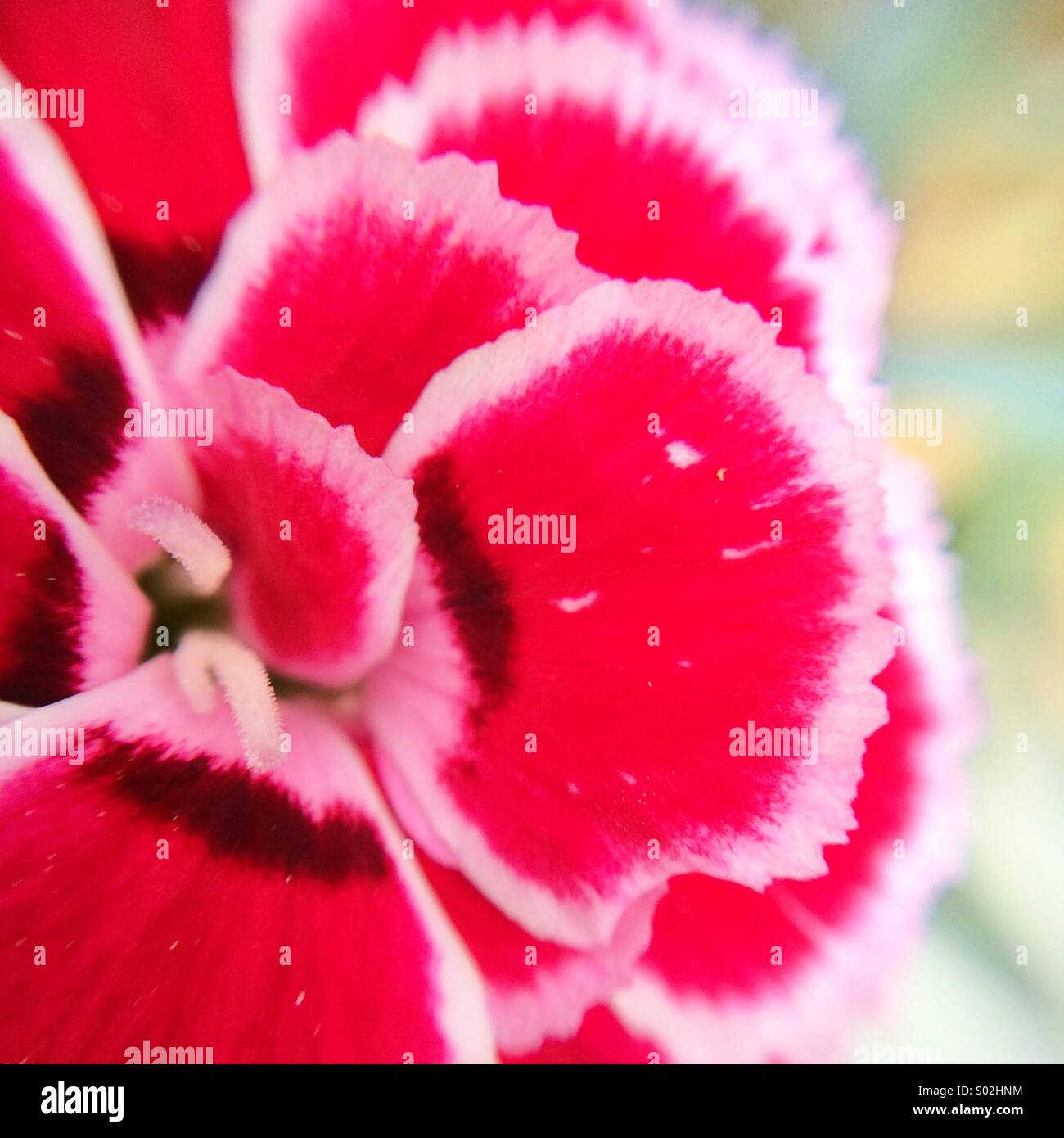Macro of the center of a carnation with petals in red and white - Smartphone Captured Stock Image