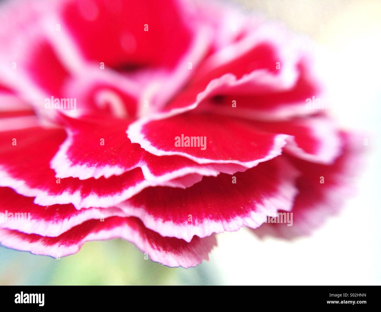 Macro of the lateral of a carnation with petals in red and white Stock Photo