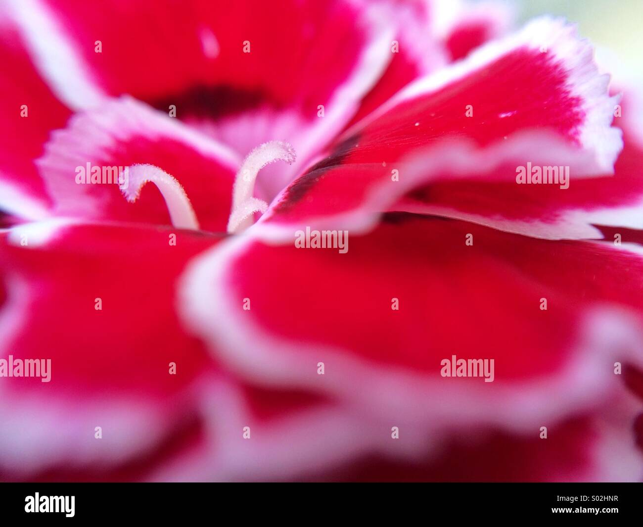 Macro of the pistils of a carnation with petals in red and white from the side - Smartphone Captured Stock Image