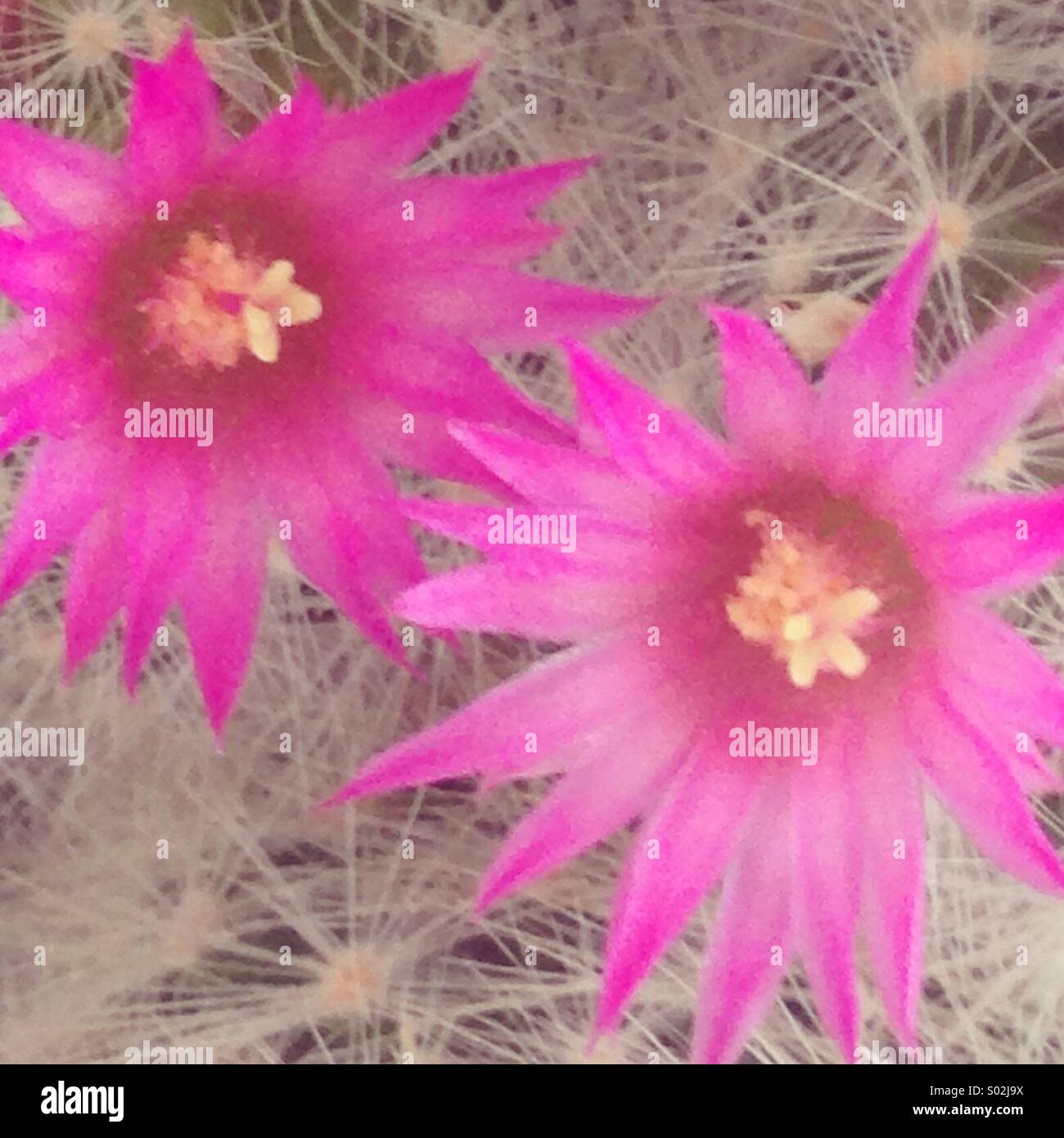 Easter Cactus. Hatiora gaertneri. Stock Photo