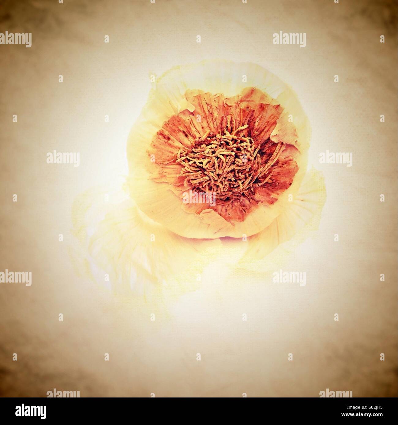 Garlic bulb - Smartphone Captured Stock Image