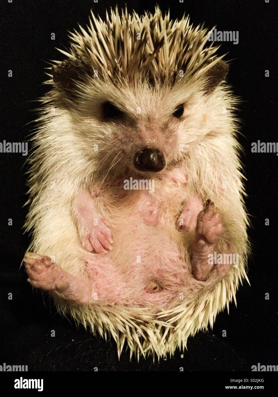Angry hedgehog hi-res stock photography and images - Alamy