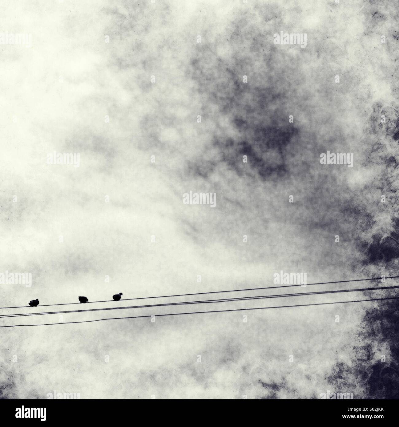 Three birds on a wire Stock Photo