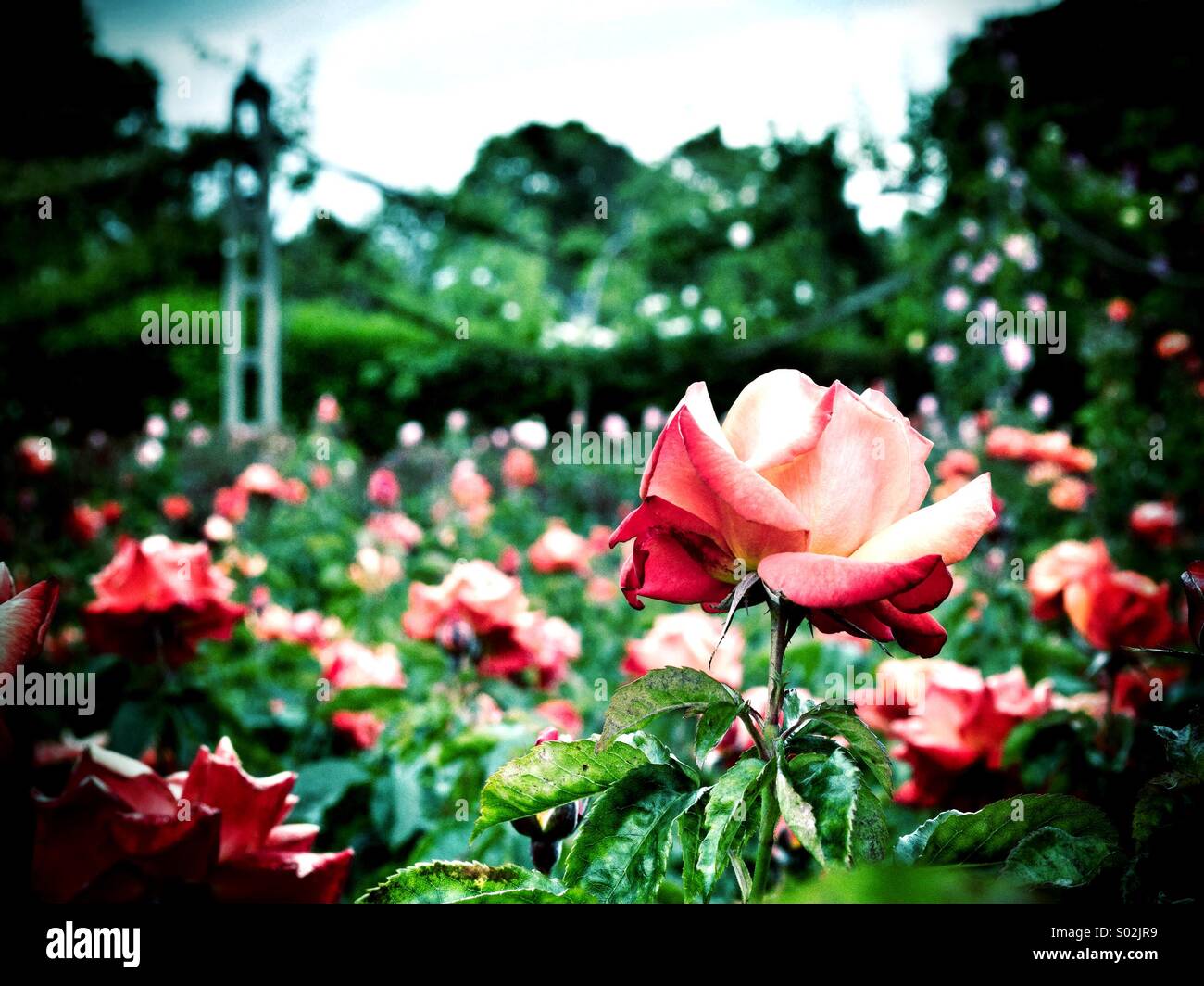 Roses in Regent