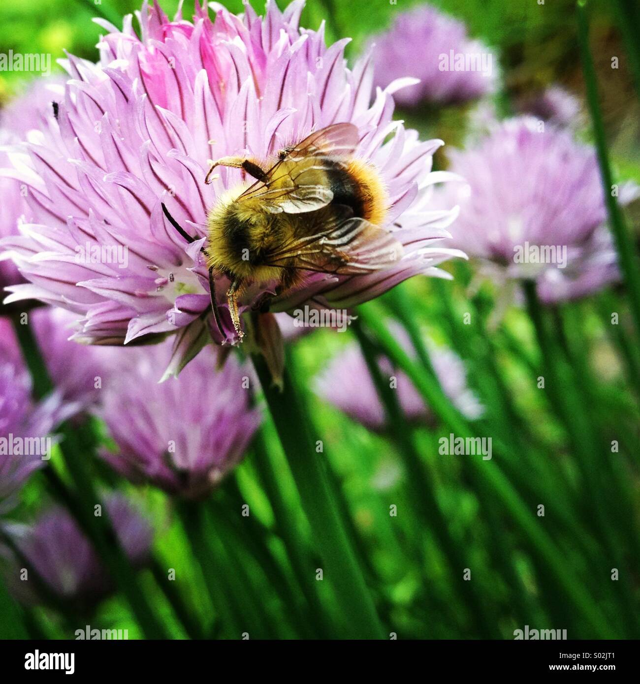 Bumble bee on a purple chive flower Stock Photo Alamy
