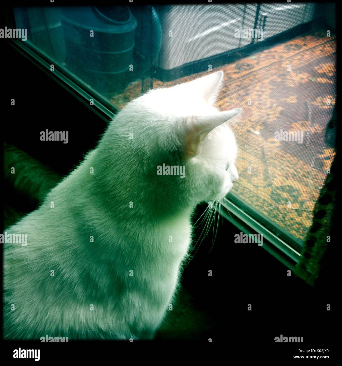 Cat looking out window Stock Photo Alamy