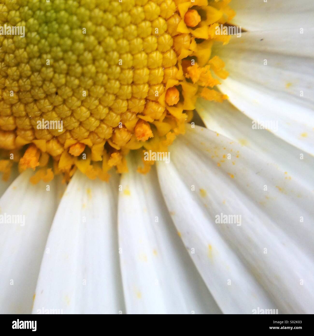 Macro of a daisy. Stock Photo