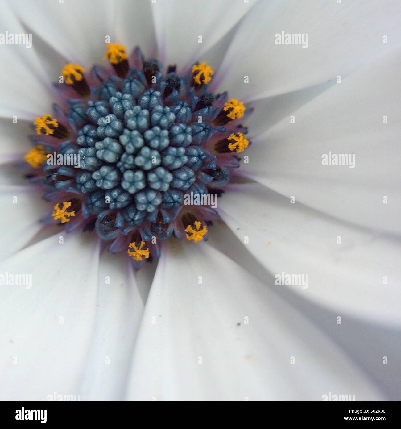 Macro of the center of a blue Osteospermum. - Smartphone Captured Stock Image