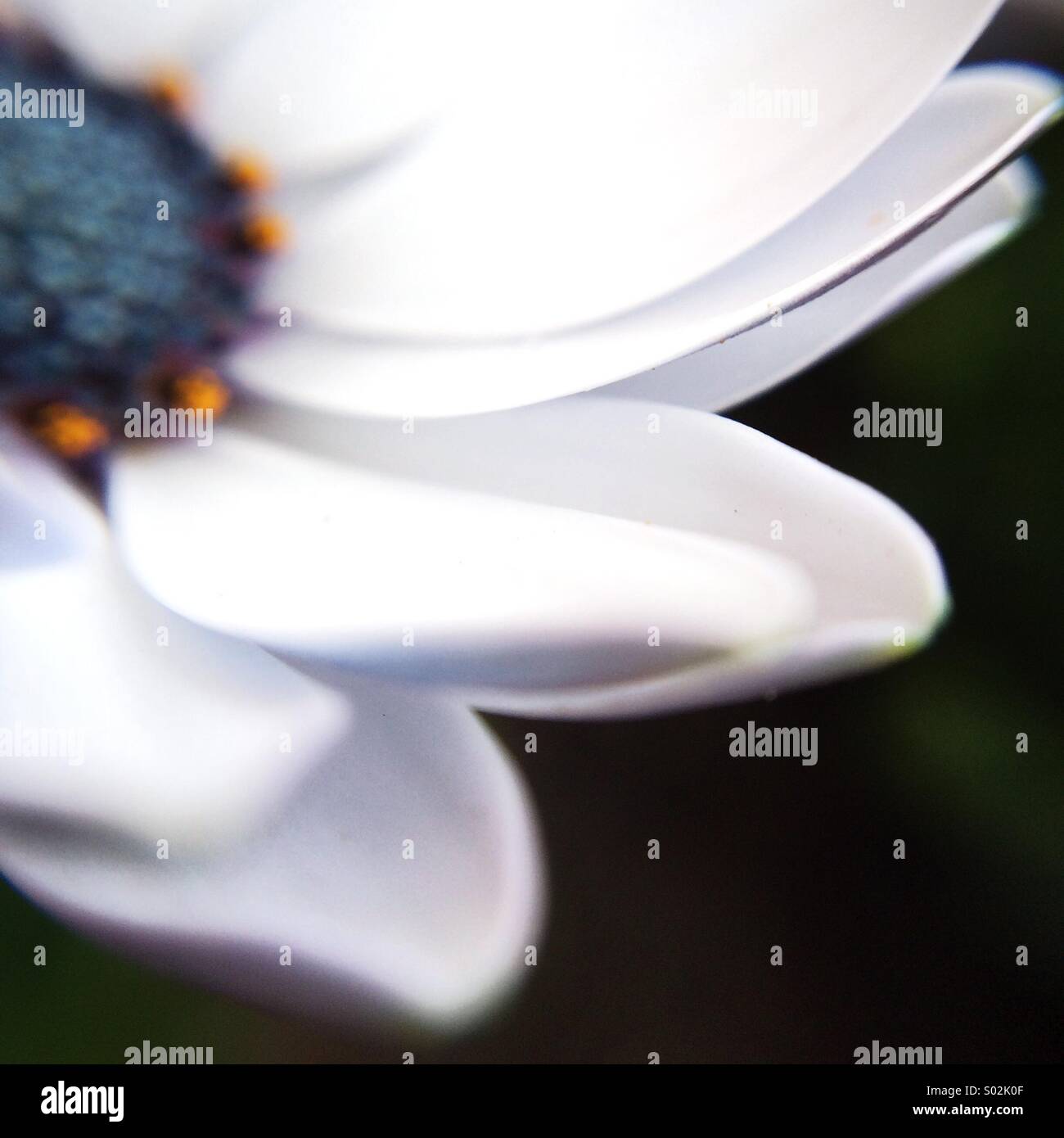 Macro of the petals of an Osteospermum flower with blue center. - Smartphone Captured Stock Image