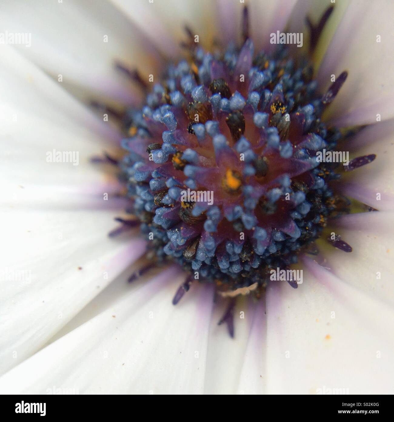Macro of the center of an Osteospermum flower with blue center. Stock Photo