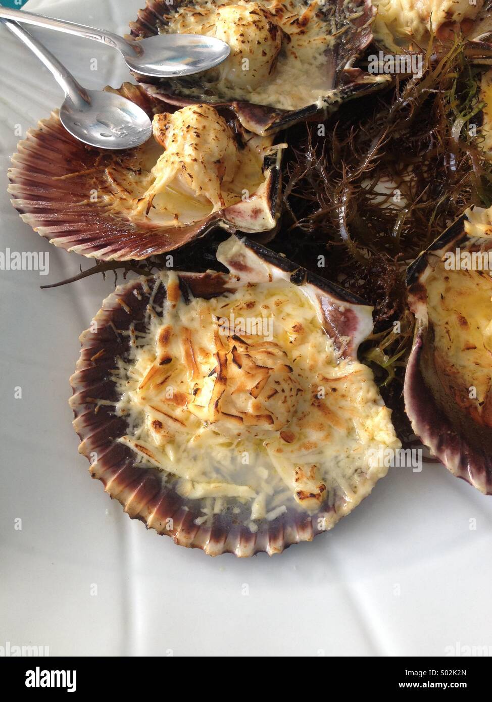 Conchitas a la Parmesana, a typical Peruvian seafood dish where