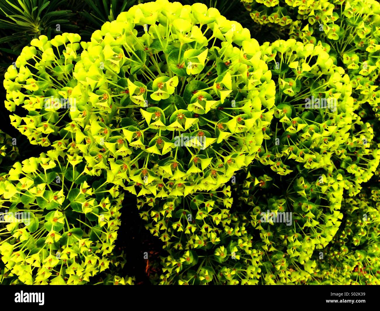 Yellow plant spheres Stock Photo