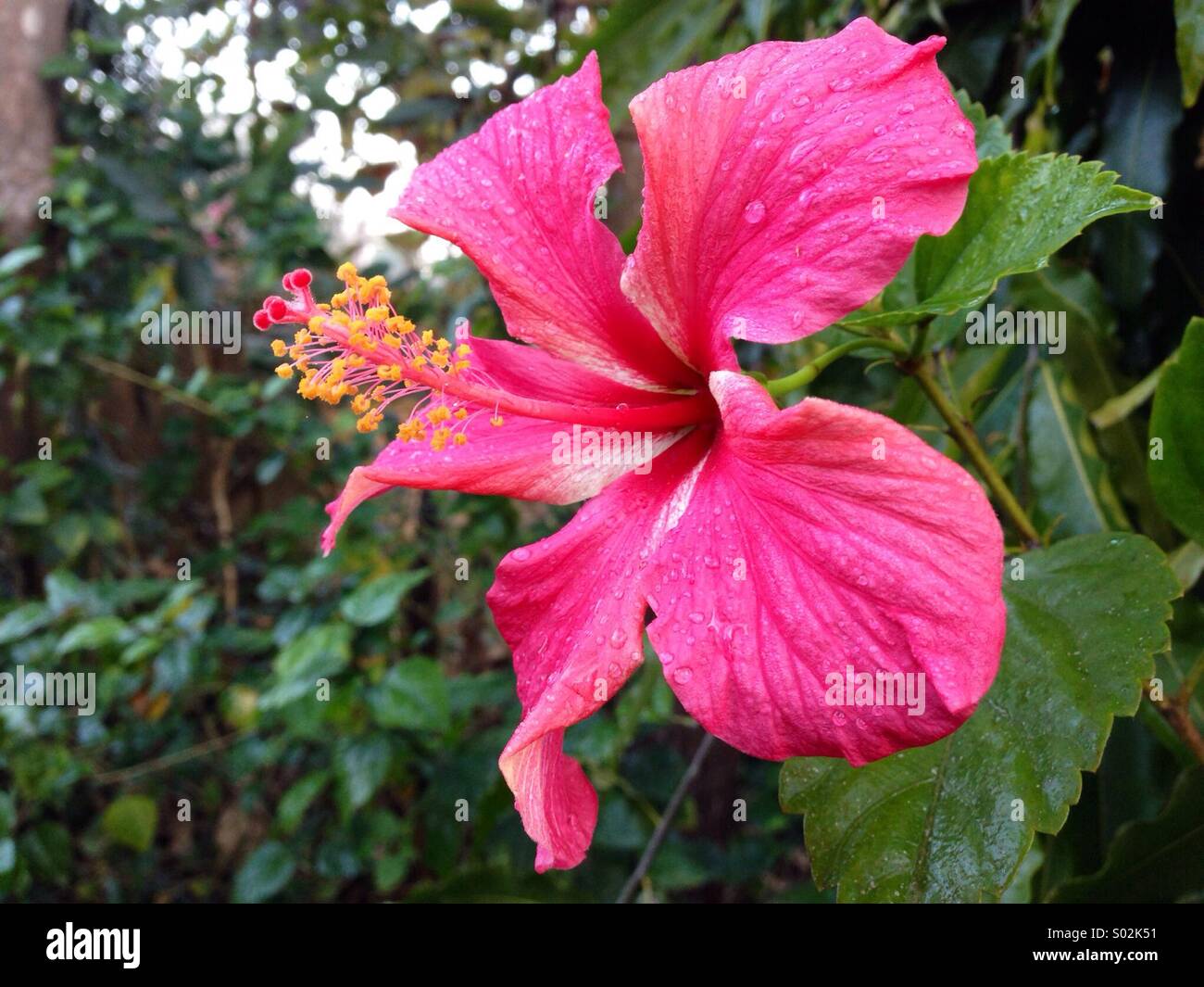 Beautiful pink hibiscus flower in a garden in the village of