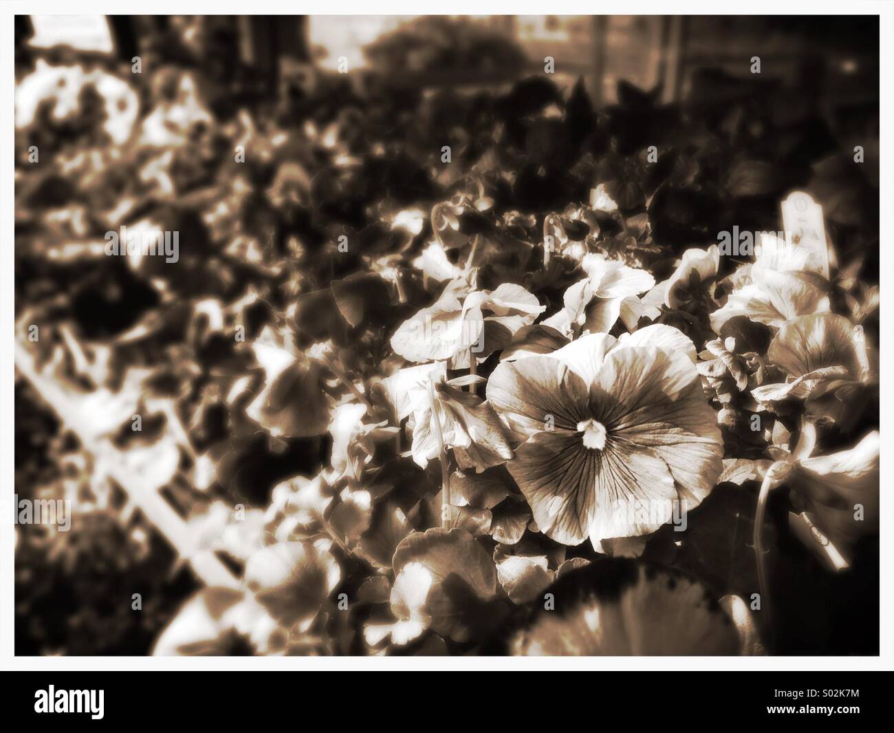 Sepia Flowers in a Box for sale. - Smartphone Captured Stock Image