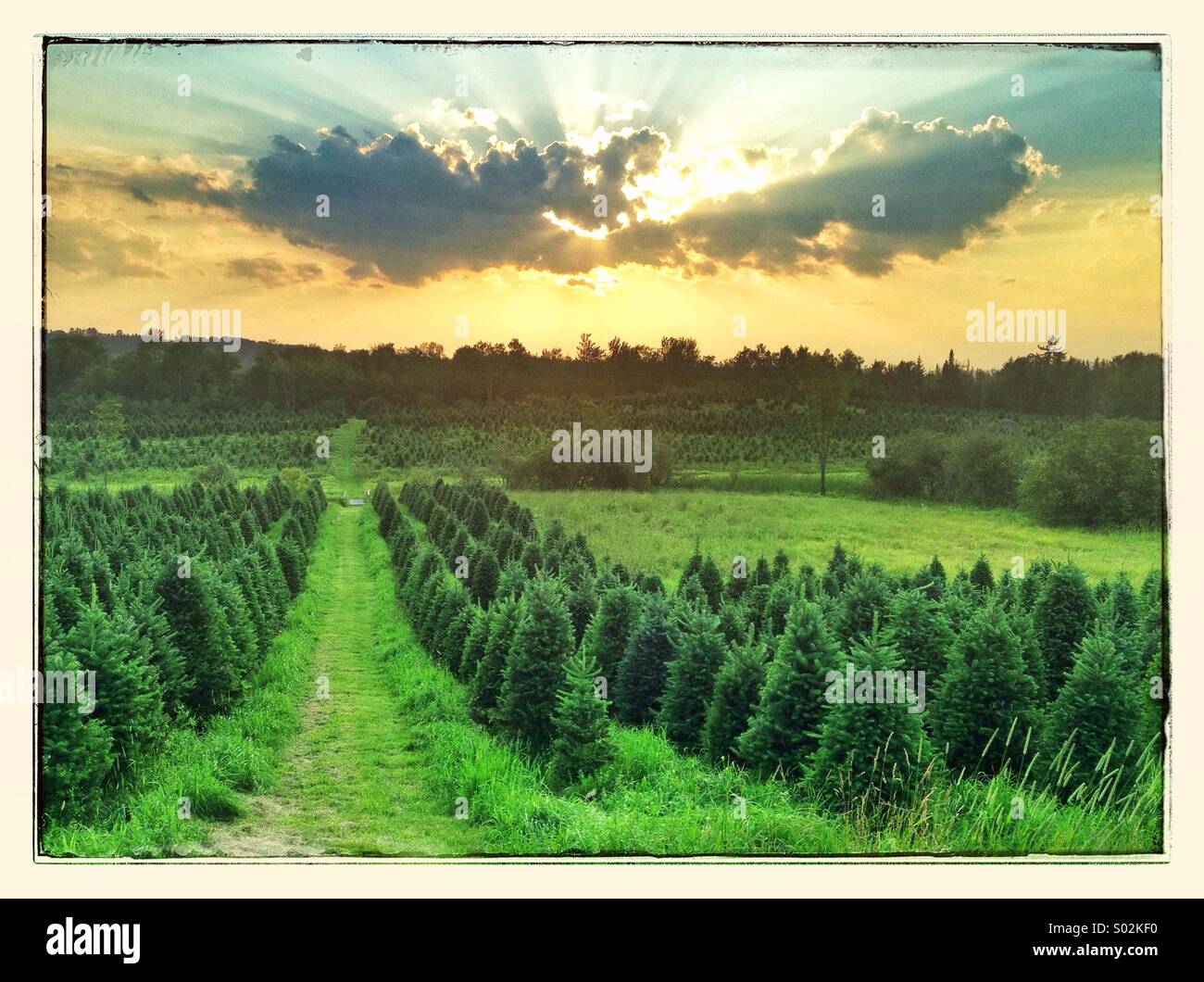 Rows of Christmas Trees at a Christmas tree farm in Bethlehem, New Hampshire. Stock Photo