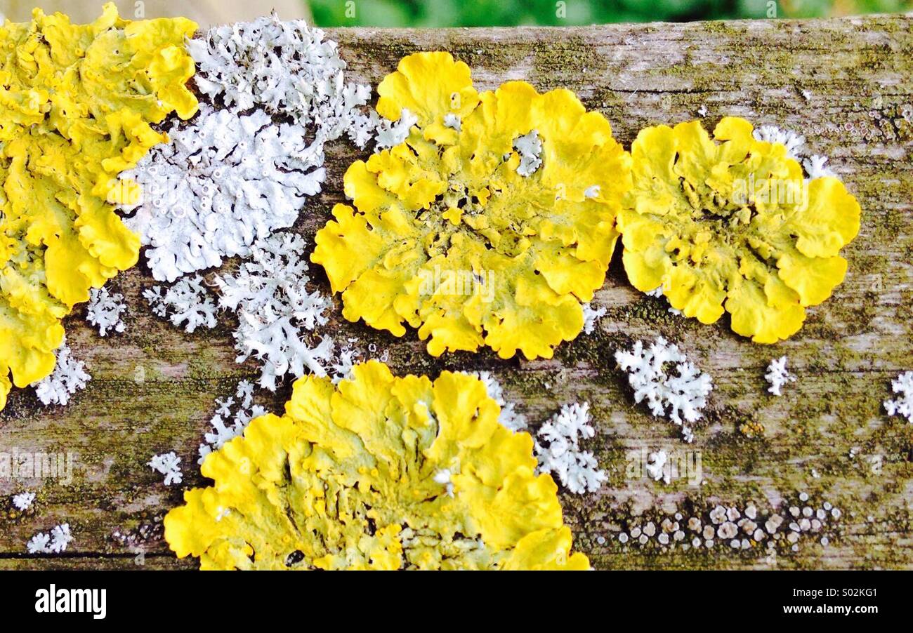 Fungus - Smartphone Captured Stock Image