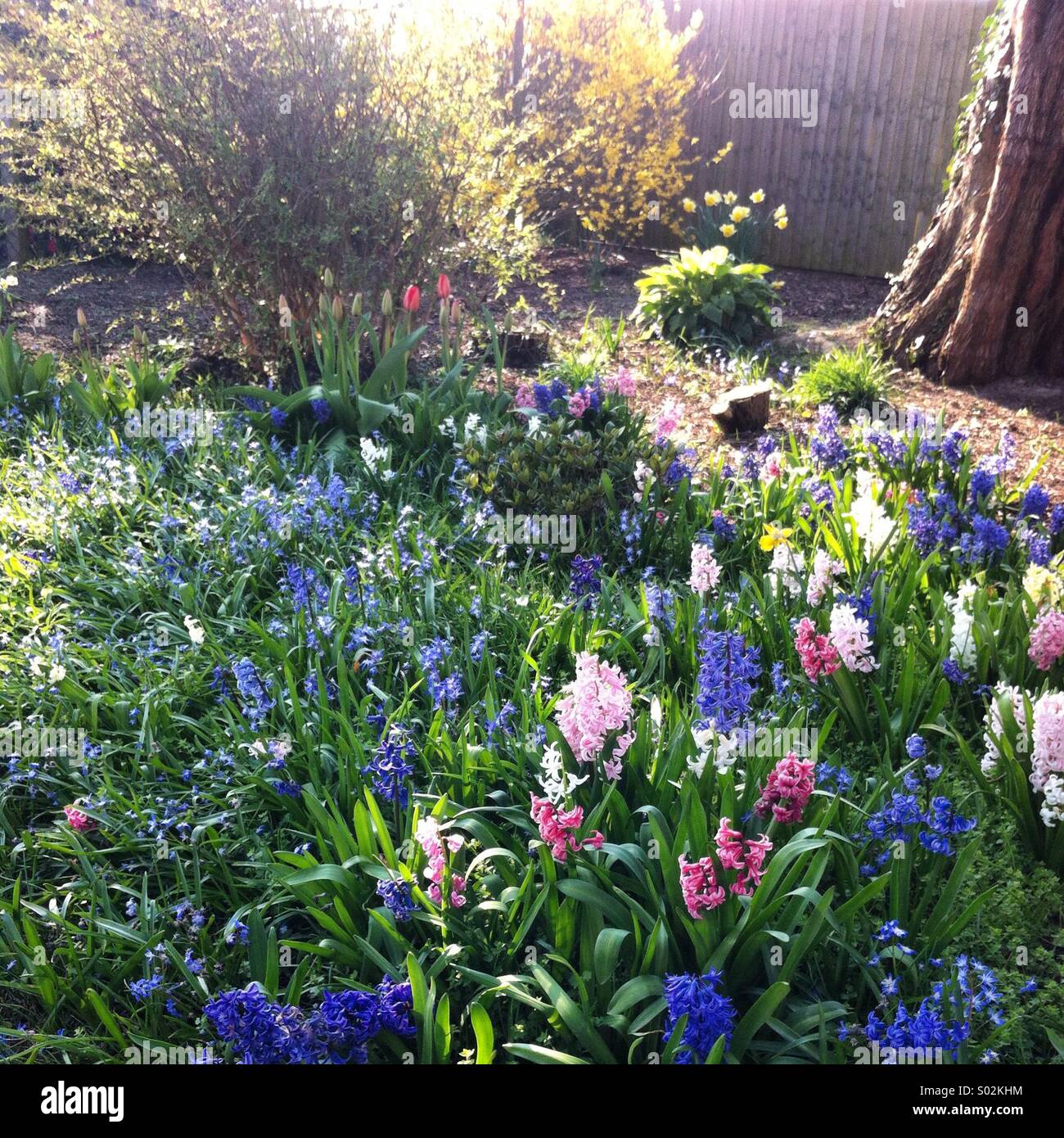 Spring garden - Smartphone Captured Stock Image