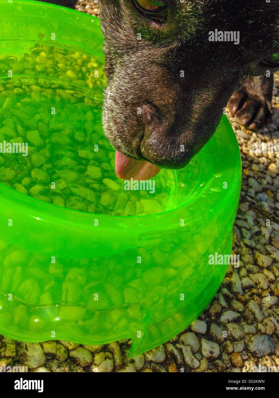 A dog drinking water from a green bowl - Smartphone Captured Stock Image