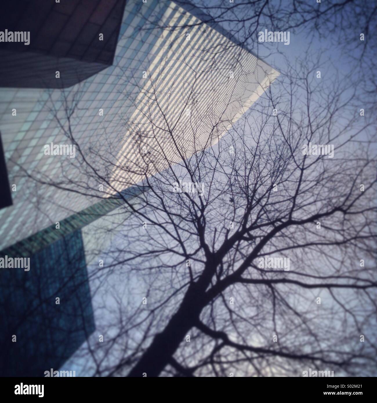 Winter tree and city buildings - Smartphone Captured Stock Image