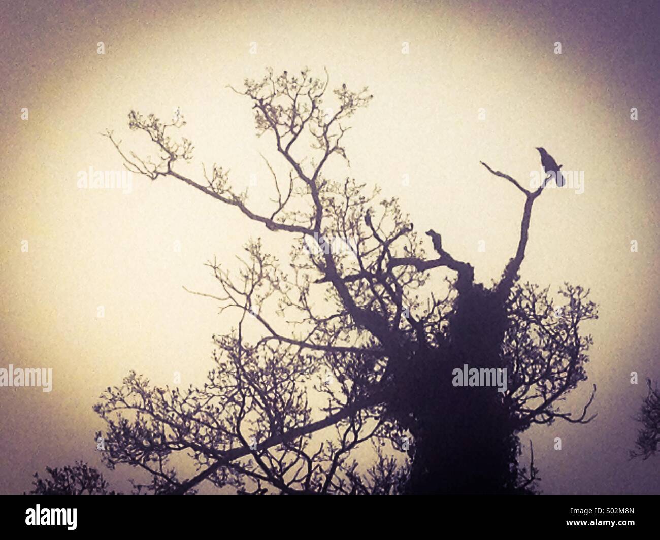 Old tree with crow on a branch in the morning mist Stock Photo