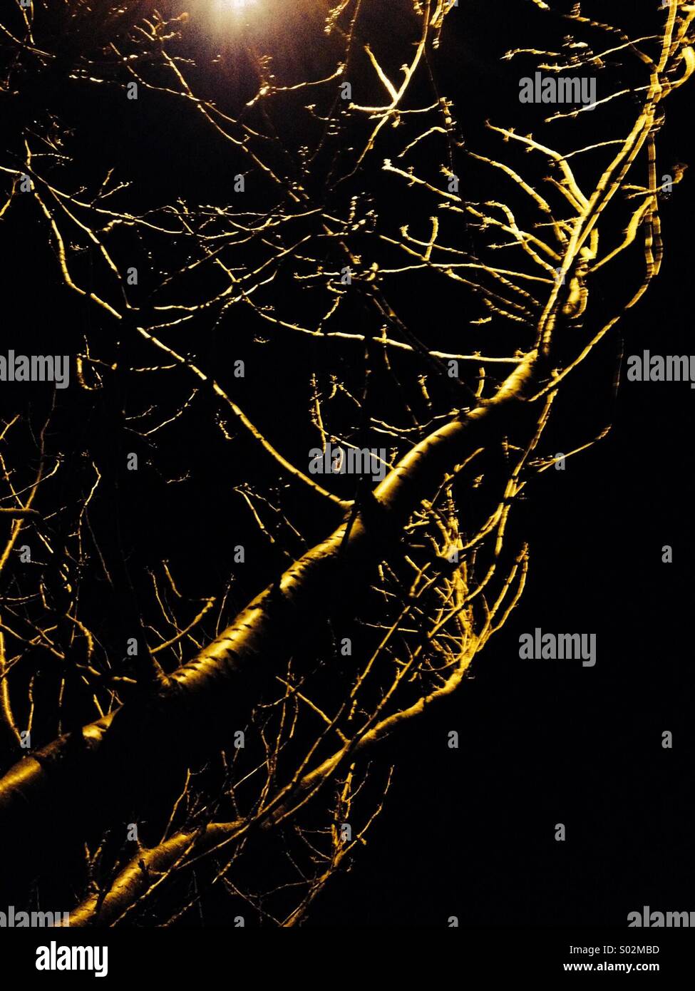 Tree branches at night Stock Photo