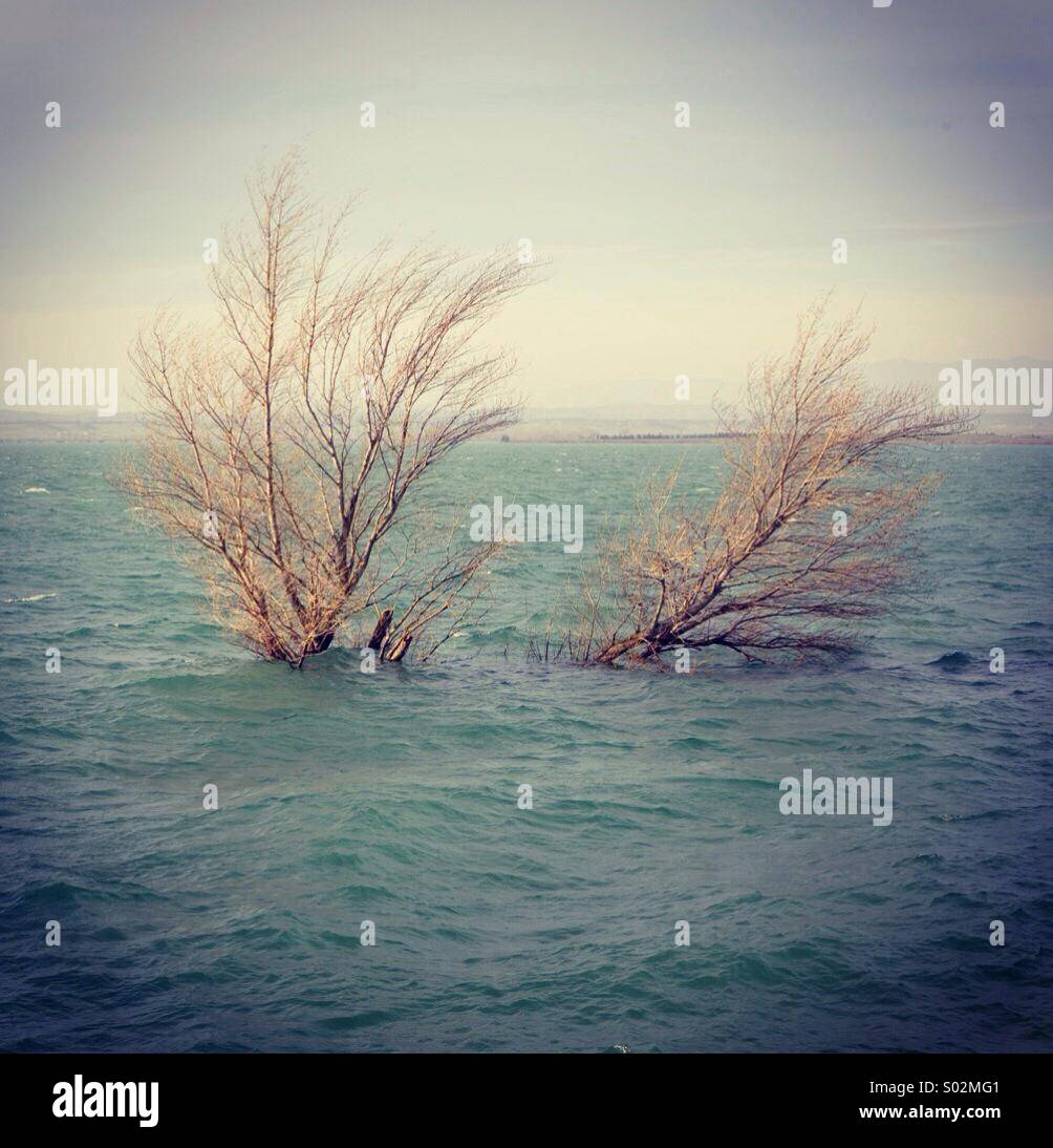 Flooded tree showing only branches - Smartphone Captured Stock Image