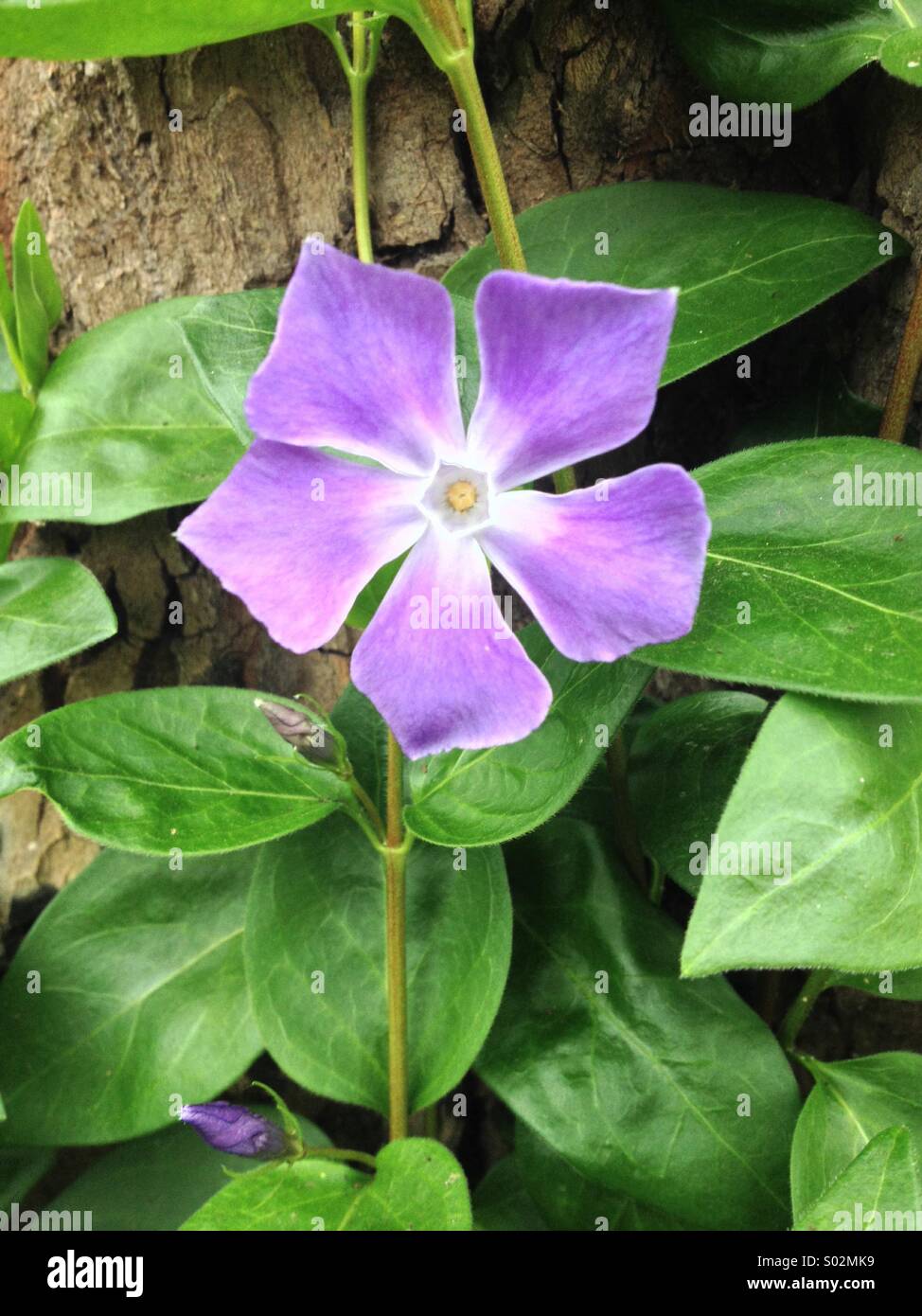 Violets are blue Stock Photo Alamy